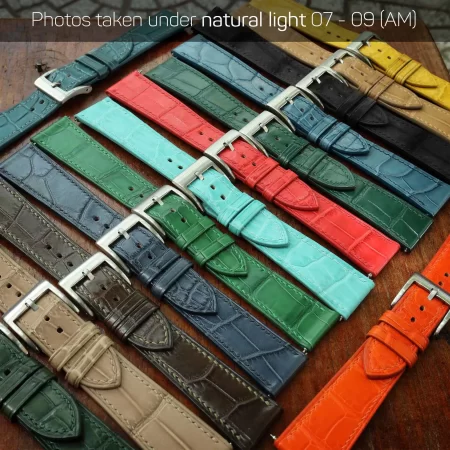 Alligator collection under natural light 07-09 AM